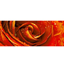 Декор Cerrol Syntia Rose 1 20х50 см 068620