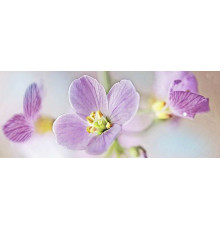 Декор Ceradim Lola 3 20х50 см КВС17Lola3