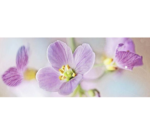 Декор Ceradim Lola 3 20х50 см КВС17Lola3