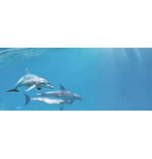 Декор Cerrol Porto Dolphins 1 centro 250х600 мм х9999043951