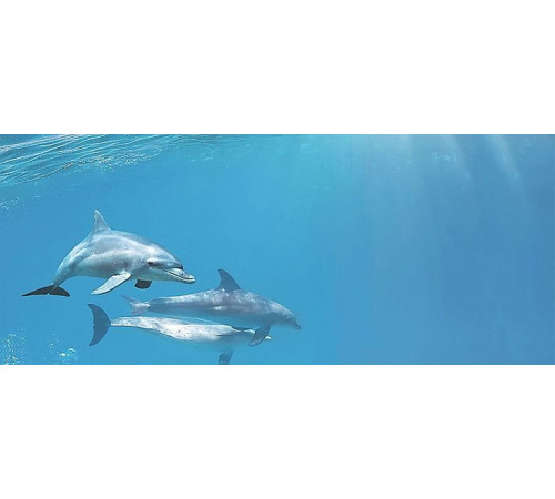 Декор Cerrol Porto Dolphins 1 centro 250х600 мм х9999043951