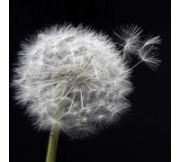 Декор плитки Артвалентто Taraxacum 1 10х10 см х9999090790