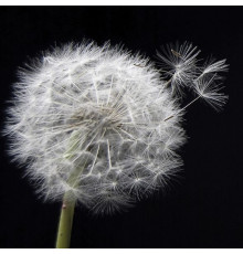 Декор плитки Артвалентто Taraxacum 1 10х10 см х9999090790