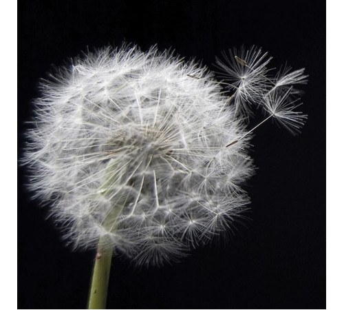 Декор плитки Артвалентто Taraxacum 1 10х10 см х9999090790