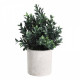 Растение в горшке Eglo Chitose 428028