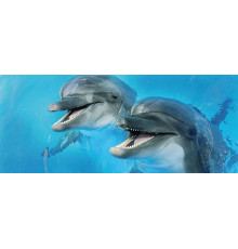Декор Cerrol Porto Dolphins 2 centro 250х600 мм х9999043953