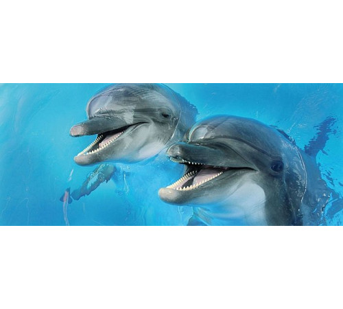 Декор Cerrol Porto Dolphins 2 centro 250х600 мм х9999043953