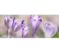 Декор Ceradim Lola 2 20х50 см КВС17Lola2