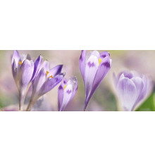 Декор Ceradim Lola 2 20х50 см КВС17Lola2