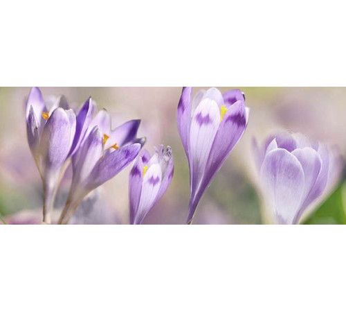 Декор Ceradim Lola 2 20х50 см КВС17Lola2