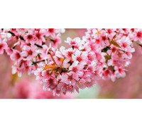 Декор стеклянный Cersanit Okka Sakura 29.7х60 см UG2L072D