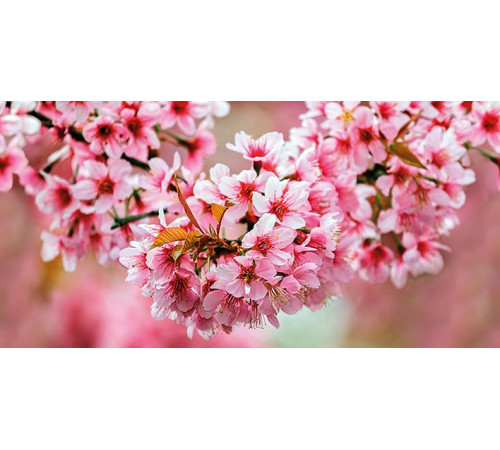 Декор стеклянный Cersanit Okka Sakura 29.7х60 см UG2L072D