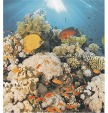 Декор панно Ceradim Corals (из 2-х шт) 50х45 см х9999019818