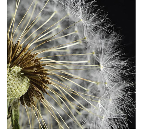 Декор плитки Артвалентто Taraxacum 3 10х10 см х9999090792